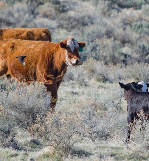 brown-and-white-cattle-973485