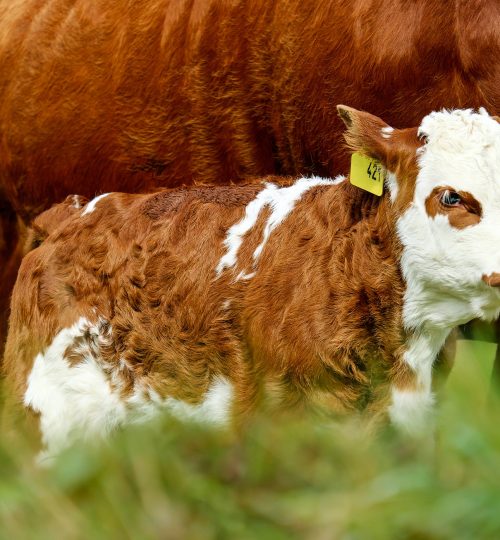 calf mom