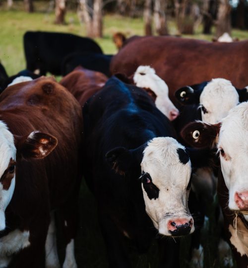 close-up-photo-of-cows-735973