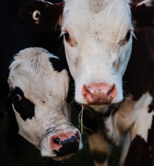 close-up-photography-of-cows-735971