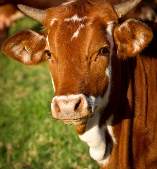 field-australia-farm-brown-51311